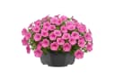 Garronda Blumentopf rund Pflanzschale Kunststoff mit Drainage GD-0207A Bild 2