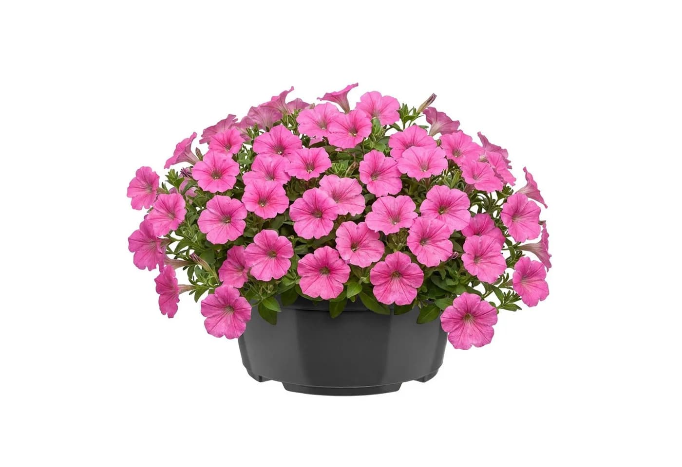 Garronda Blumentopf rund Pflanzschale Kunststoff mit Drainage GD-0207A - Bild 2