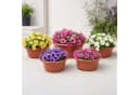 Garronda Blumentopf rund Pflanzschale Kunststoff mit Drainage GD-0207A Bild 4