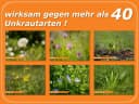 Celaflor Rasen-Unkrautfrei Weedex 100 ml Unkrautvernichter Bild 5