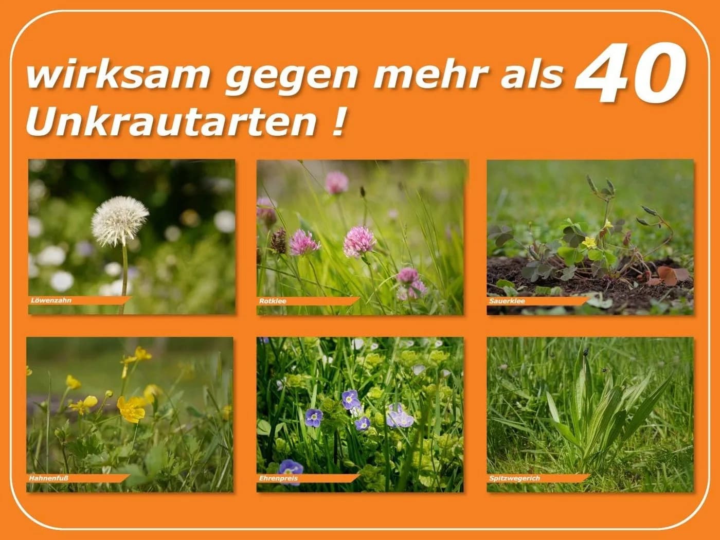 Celaflor Rasen-Unkrautfrei Weedex 100 ml Unkrautvernichter - Bild 5