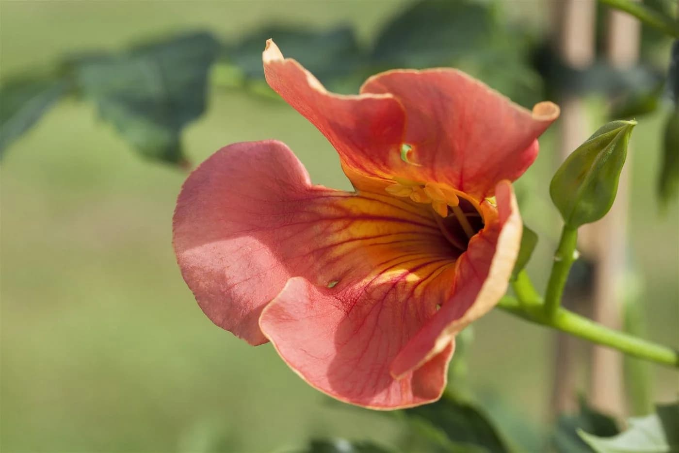 Campsis radicans 'Grandiflora' Trompetenblume Orange