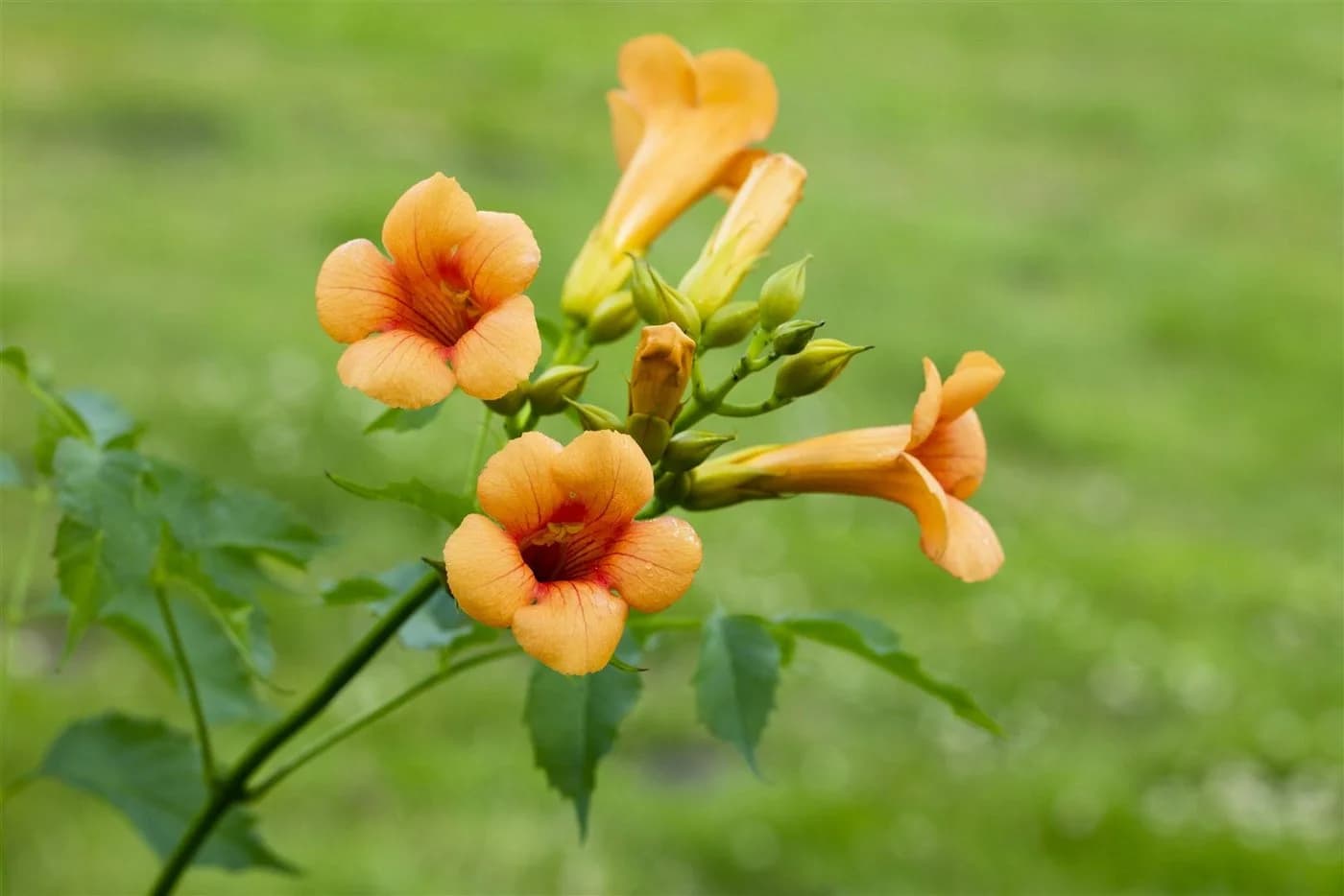 Campsis radicans 'Grandiflora' Trompetenblume Orange - Bild 3