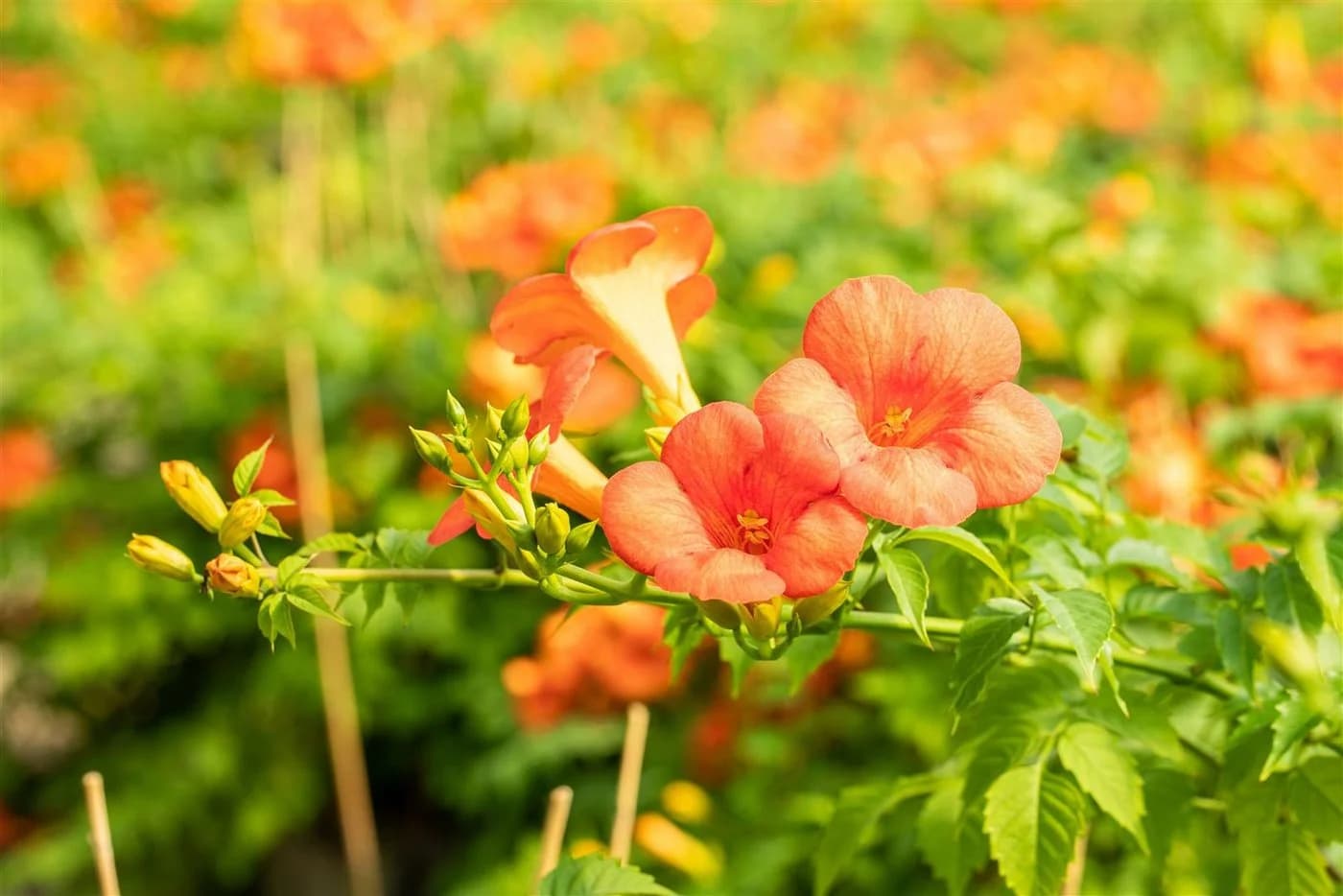 Campsis radicans 'Grandiflora' Trompetenblume Orange - Bild 5