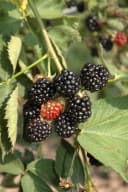 Pflanzen für Dich Brombeere Black Satin dornenlos Obstpflanze Bild 1