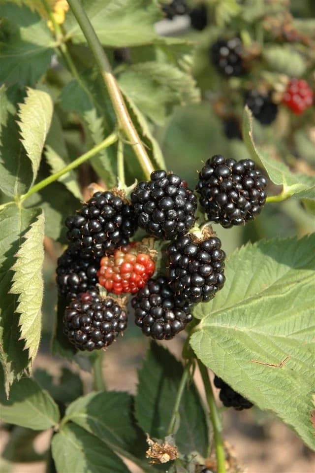 Pflanzen für Dich Brombeere Black Satin dornenlos Obstpflanze