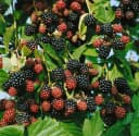 Pflanzen für Dich Brombeere Black Satin dornenlos Obstpflanze Bild 2
