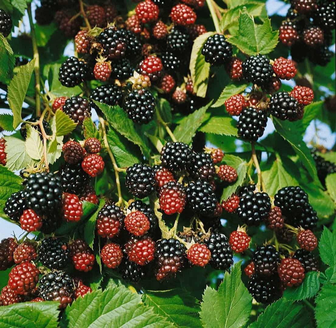 Pflanzen für Dich Brombeere Black Satin dornenlos Obstpflanze - Bild 2