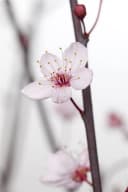 Pflanzen für Dich Prunus cerasifera Nigra Blutpflaume Rosa/Violett Bild 1