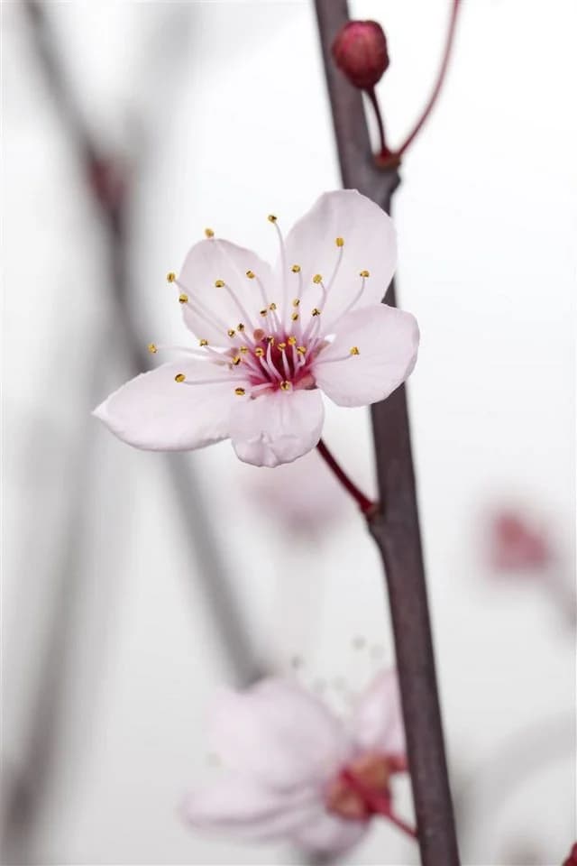 Pflanzen für Dich Prunus cerasifera Nigra Blutpflaume Rosa/Violett