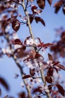 Pflanzen für Dich Prunus cerasifera Nigra Blutpflaume Rosa/Violett Bild 2