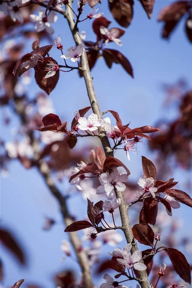 Pflanzen für Dich Prunus cerasifera Nigra Blutpflaume Rosa/Violett - Bild 2
