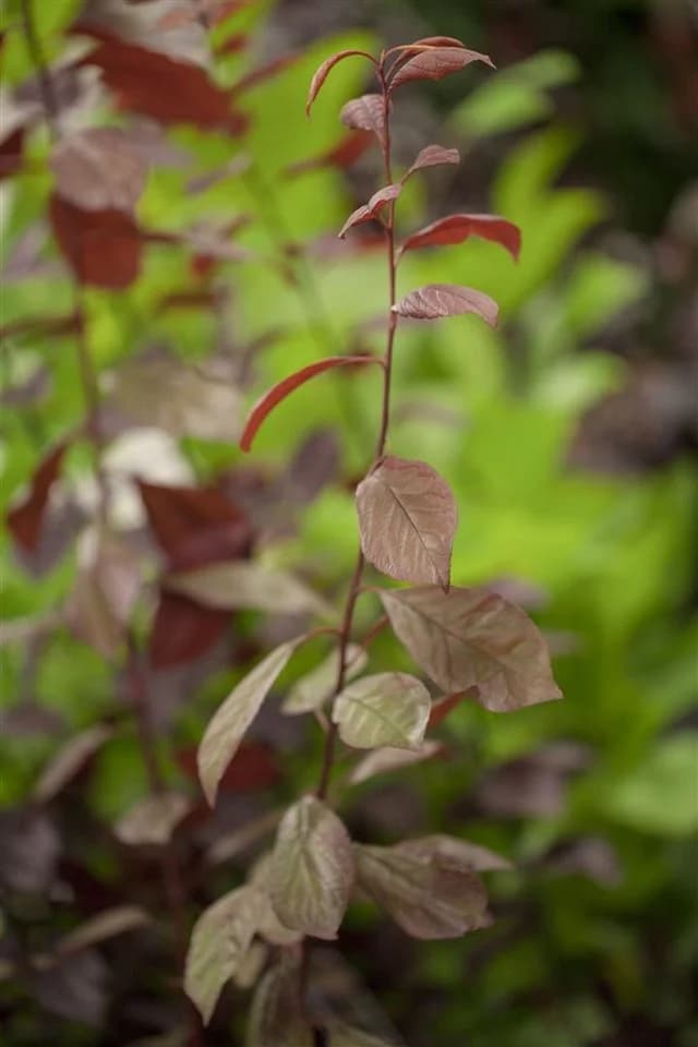 Pflanzen für Dich Prunus cerasifera Nigra Blutpflaume Rosa/Violett - Bild 3