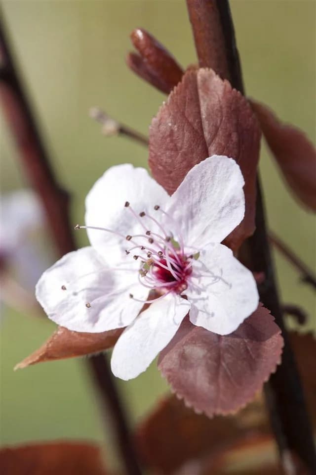 Pflanzen für Dich Prunus cerasifera Nigra Blutpflaume Rosa/Violett - Bild 4