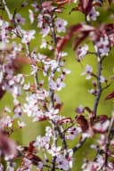 Pflanzen für Dich Prunus cerasifera Nigra Blutpflaume Rosa/Violett Bild 5