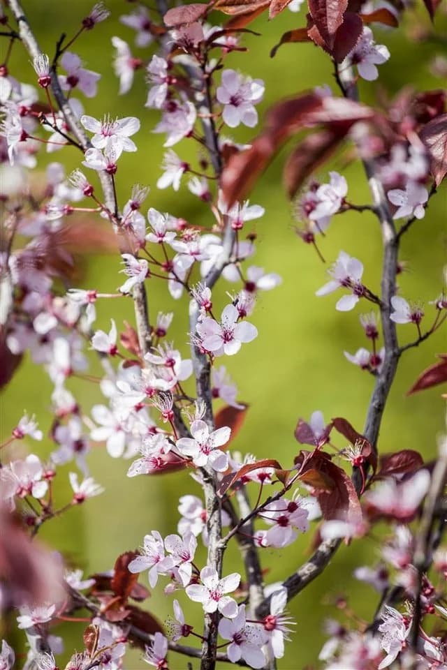 Pflanzen für Dich Prunus cerasifera Nigra Blutpflaume Rosa/Violett - Bild 5