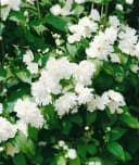 Philadelphus 'Schneesturm' Duftjasmin Weiß Bild 2