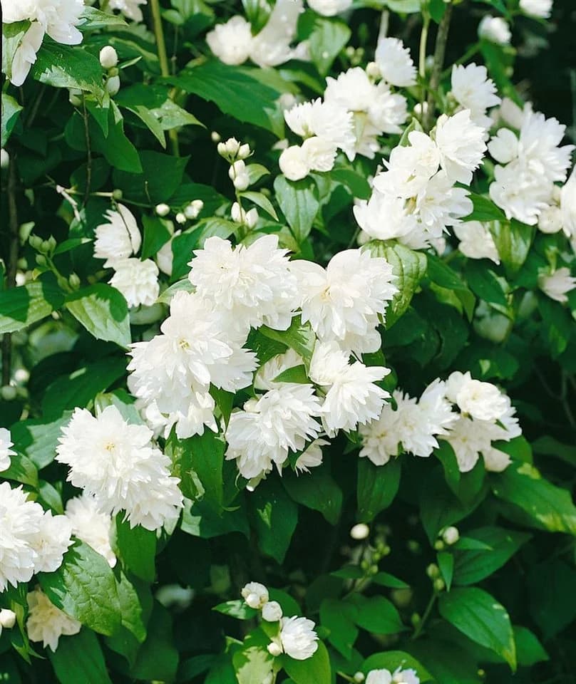 Philadelphus 'Schneesturm' Duftjasmin Weiß - Bild 2