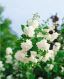 Philadelphus 'Schneesturm' Duftjasmin Weiß Bild 3
