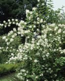 Philadelphus 'Schneesturm' Duftjasmin Weiß Bild 4