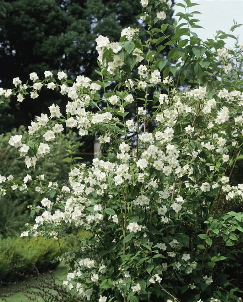 Philadelphus 'Schneesturm' Duftjasmin Weiß - Bild 4