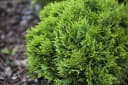 Thuja occidentalis 'Danica' Kugelthuja Immergrün Bild 1