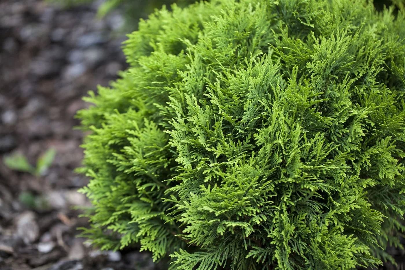 Thuja occidentalis 'Danica' Kugelthuja Immergrün