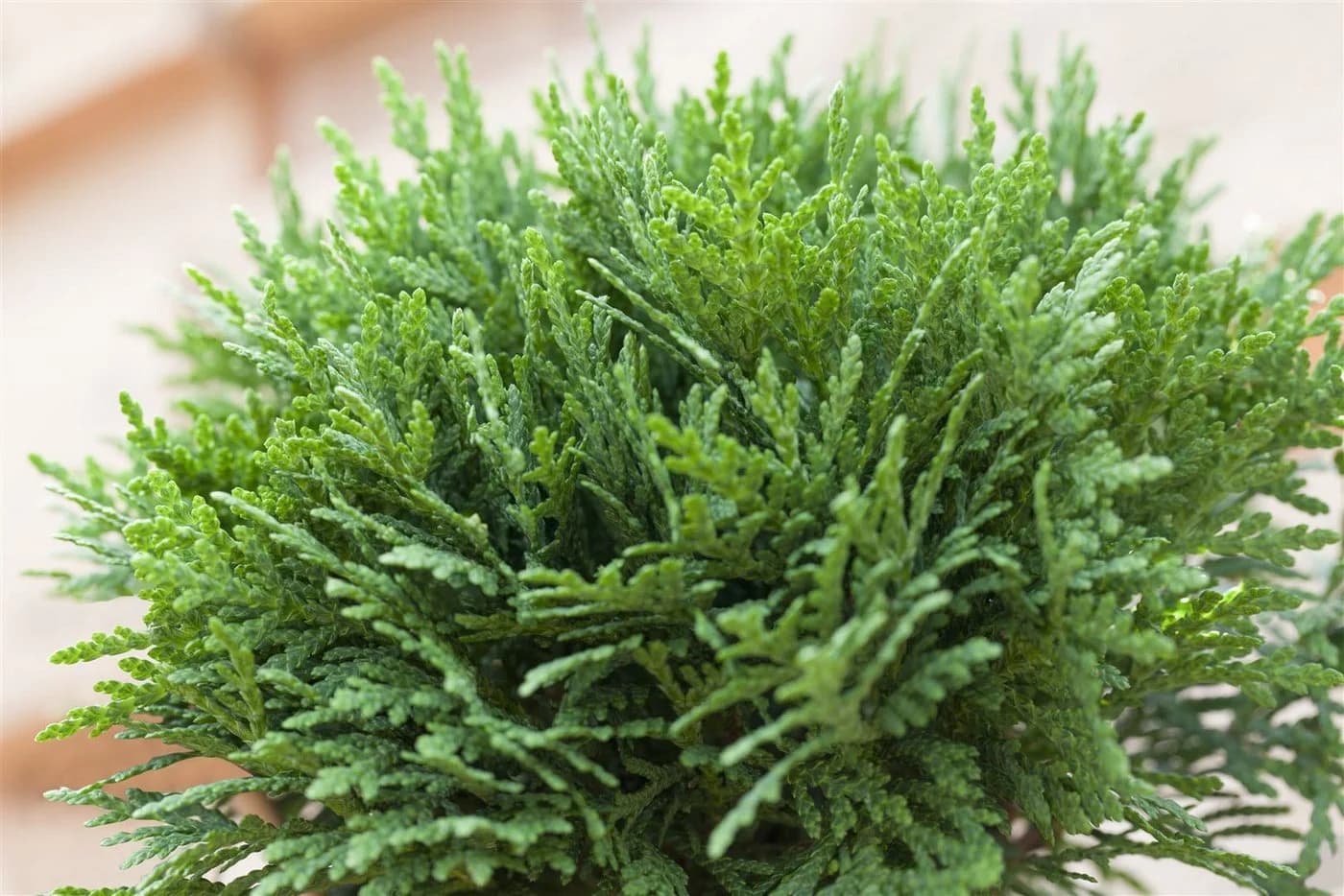 Thuja occidentalis 'Danica' Kugelthuja Immergrün - Bild 2