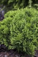 Thuja occidentalis 'Danica' Kugelthuja Immergrün Bild 3