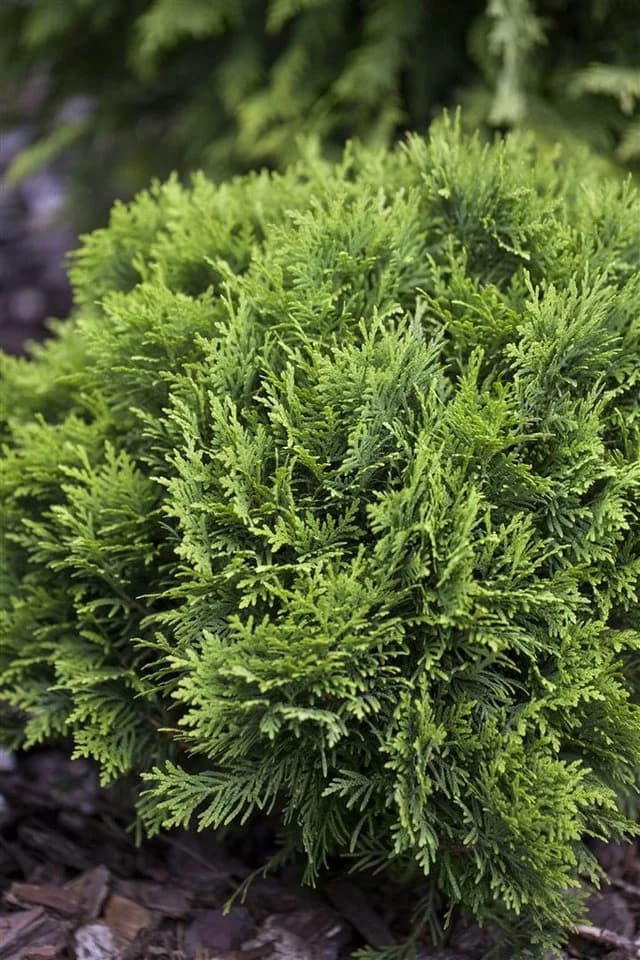Thuja occidentalis 'Danica' Kugelthuja Immergrün - Bild 3
