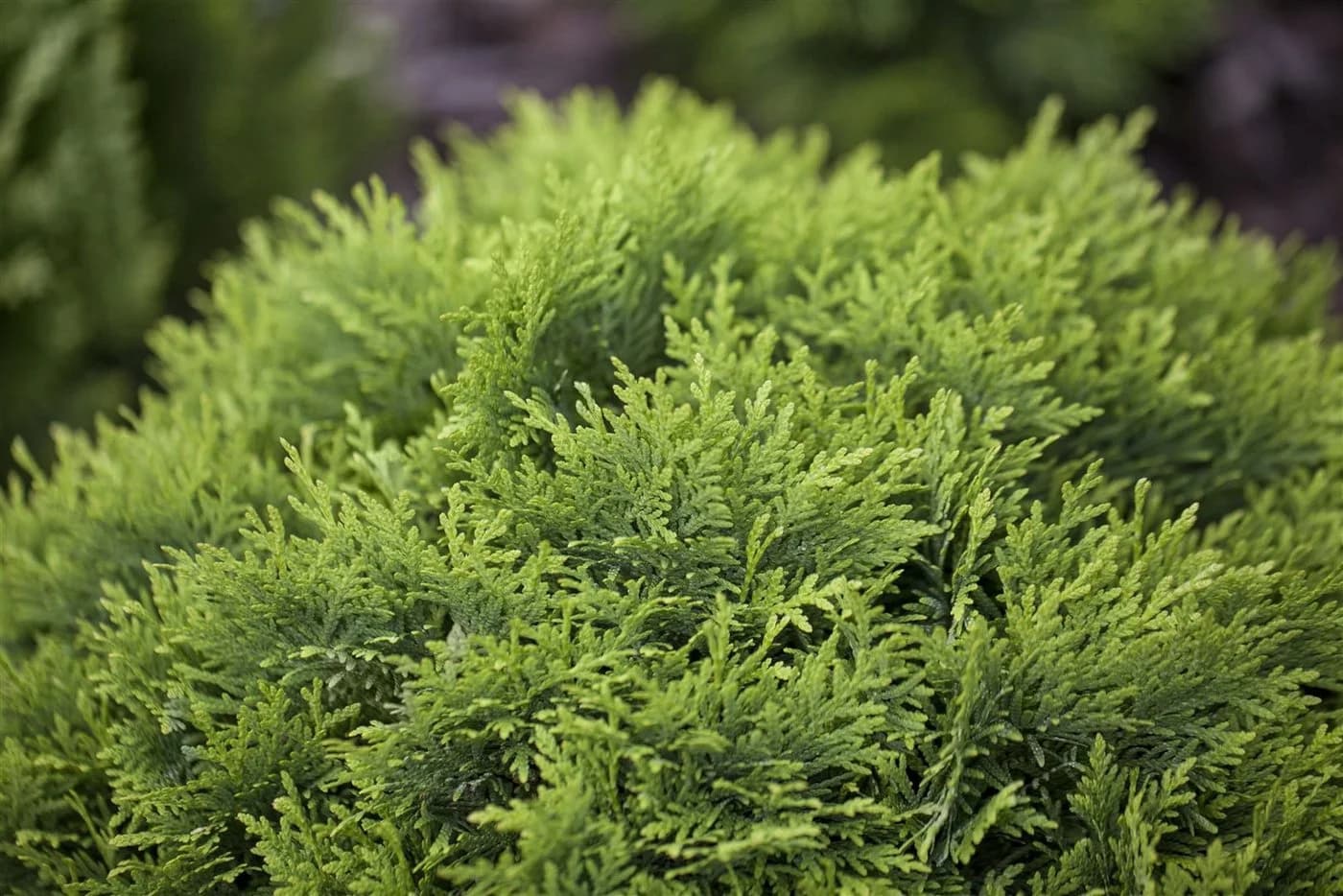 Thuja occidentalis 'Danica' Kugelthuja Immergrün - Bild 4