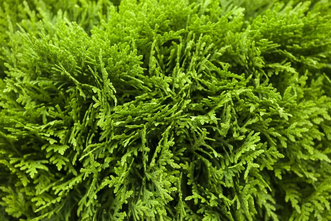 Thuja occidentalis 'Danica' Kugelthuja Immergrün - Bild 5
