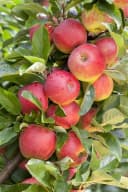 Prunus domestica 'Zwergobst' Terrassenobst 40 cm Stammhöhe Bild 5