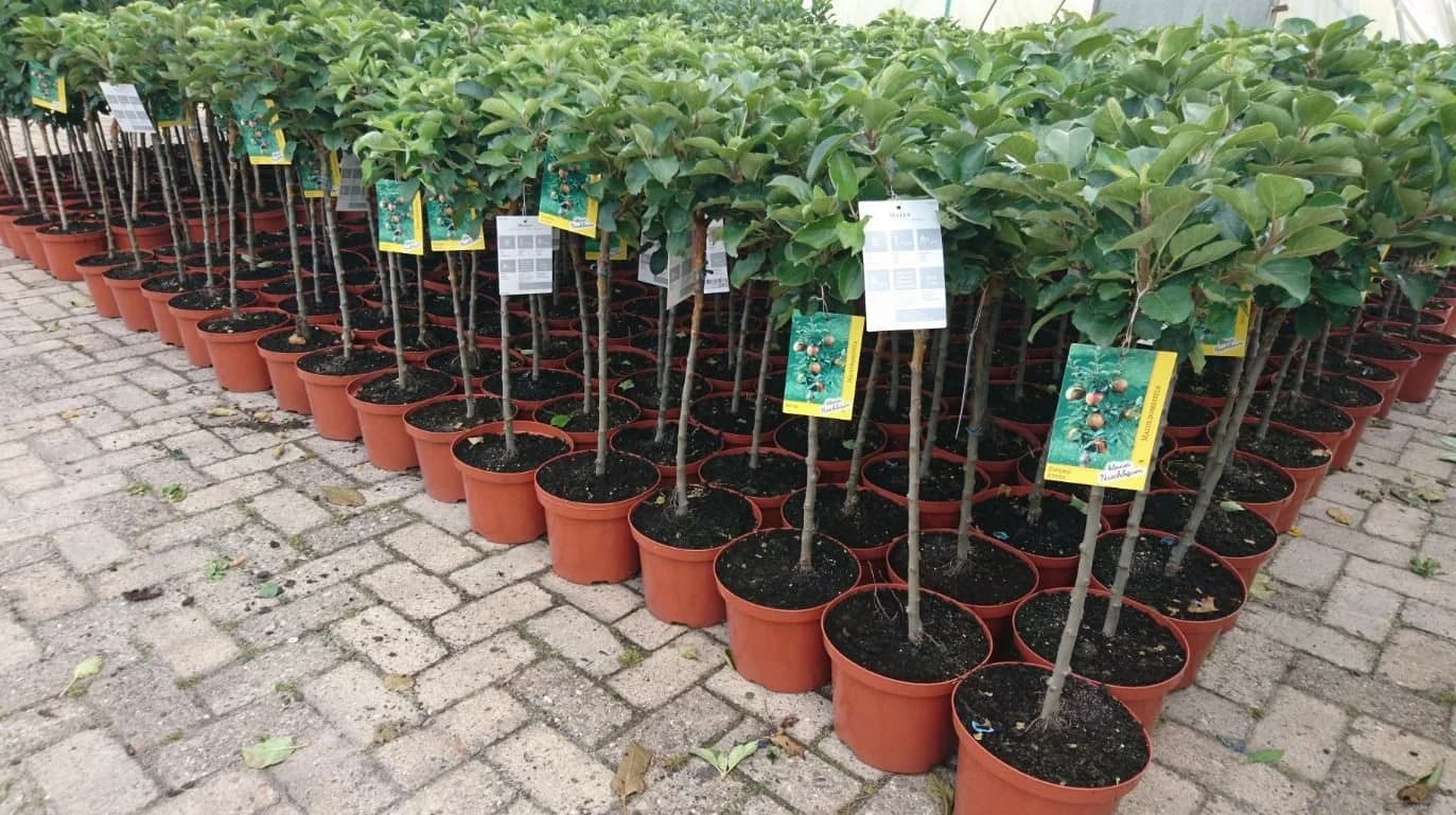 Prunus domestica 'Zwergobst' Terrassenobst 40 cm Stammhöhe