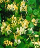 Japanisches Geißblatt Lonicera japonica 'Halliana' Cremeweiß Bild 1