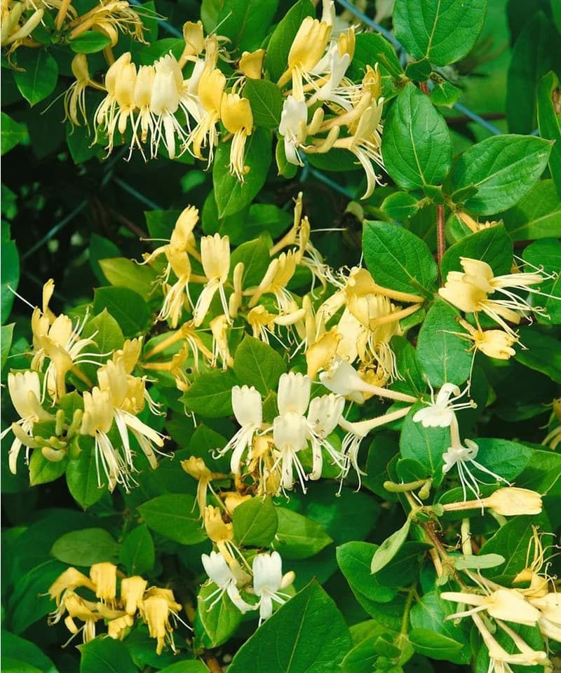 Japanisches Geißblatt Lonicera japonica 'Halliana' Cremeweiß
