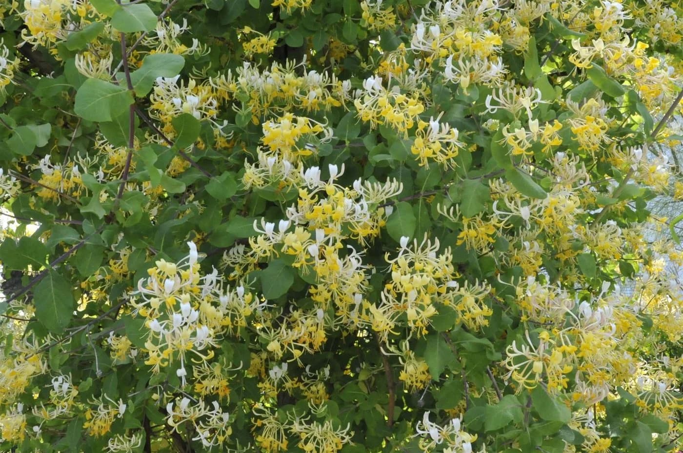 Japanisches Geißblatt Lonicera japonica 'Halliana' Cremeweiß - Bild 2