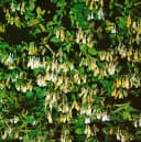 Japanisches Geißblatt Lonicera japonica 'Halliana' Cremeweiß Bild 3