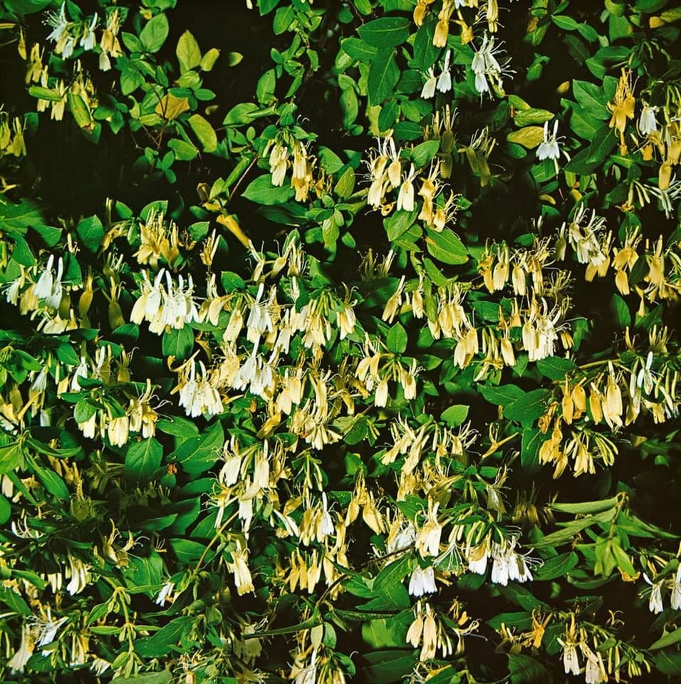 Japanisches Geißblatt Lonicera japonica 'Halliana' Cremeweiß - Bild 3