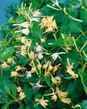 Japanisches Geißblatt Lonicera japonica 'Halliana' Cremeweiß Bild 4