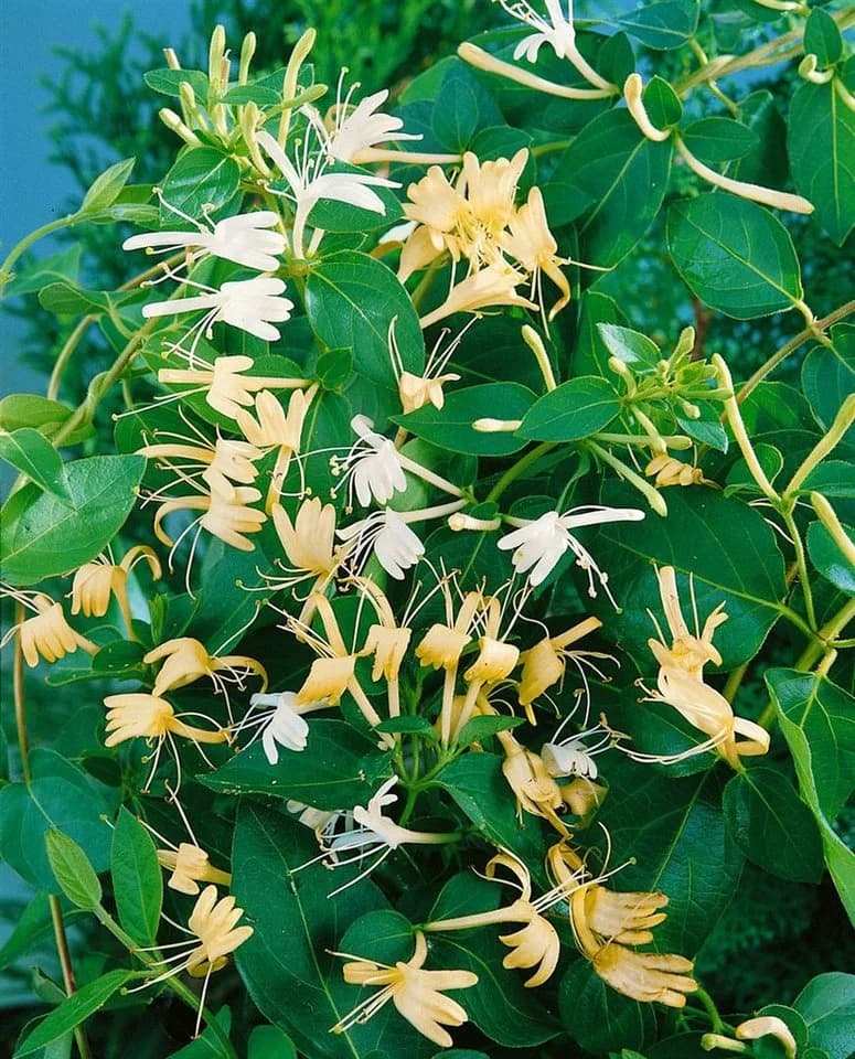 Japanisches Geißblatt Lonicera japonica 'Halliana' Cremeweiß - Bild 4