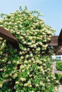 Japanisches Geißblatt Lonicera japonica 'Halliana' Cremeweiß Bild 5