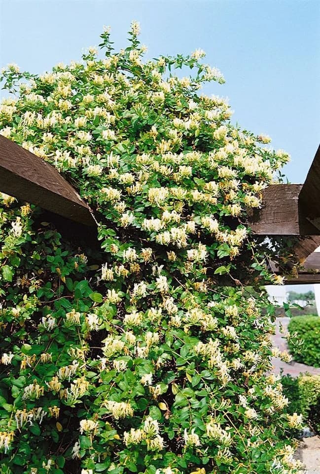 Japanisches Geißblatt Lonicera japonica 'Halliana' Cremeweiß - Bild 5