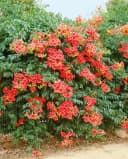 Campsis radicans 'Grandiflora' Trompetenblume Orange Bild 2