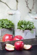 Pflanzen für Dich Obstpflanze Malus 'Gala' 1 St. Gala-Apfel Apfelbaum Süß Rotgestreift Bild 1
