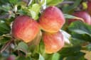 Pflanzen für Dich Obstpflanze Malus 'Gala' 1 St. Gala-Apfel Apfelbaum Süß Rotgestreift Bild 2