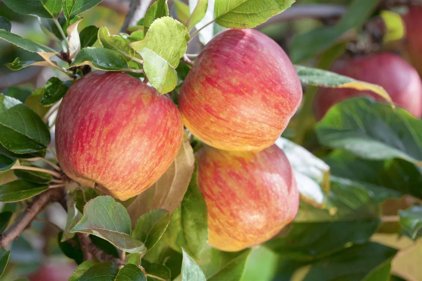 Pflanzen für Dich Obstpflanze Malus 'Gala' 1 St. Gala-Apfel Apfelbaum Süß Rotgestreift - Bild 2