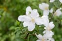 Philadelphus 'Dame Blanche' Duftjasmin Weiß Bild 1
