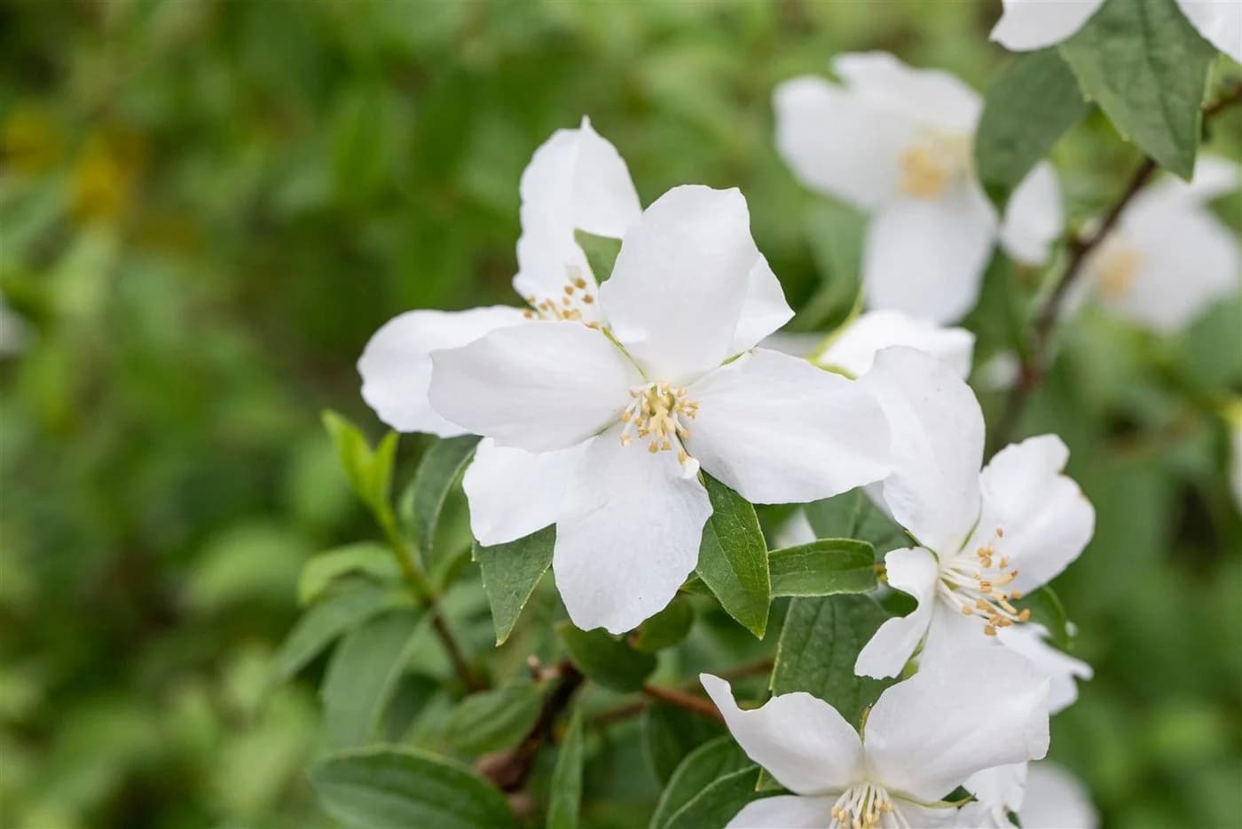 Philadelphus 'Dame Blanche' Duftjasmin Weiß