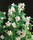 Philadelphus 'Dame Blanche' Duftjasmin Weiß Bild 2